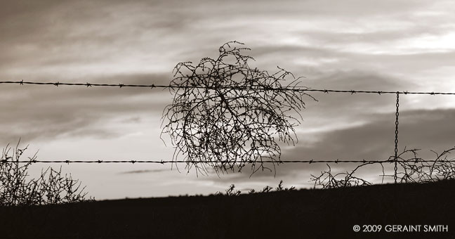 Lone tumbleweed