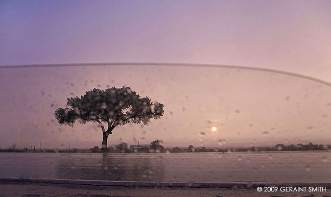 Lonetree rain out the window