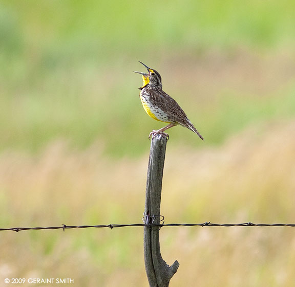 Western Meadowlark sure can sing!