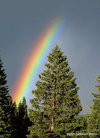 Rainbow Tree