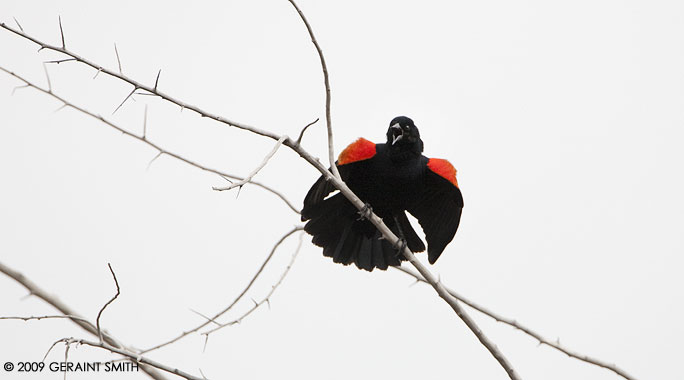 Fiesty red winged blackbird ... great shoulders