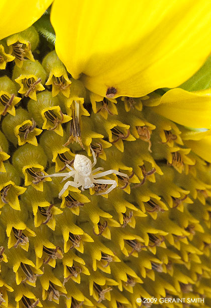 Inside yesterday's sunflower