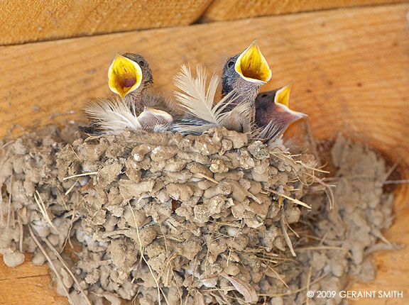 Barn swallow chicks "me first mama"