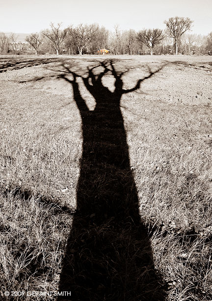 Tree shadow and a pink adobe