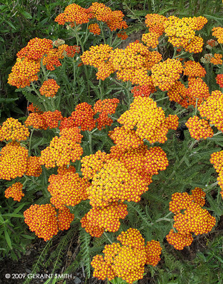 Yarrow colors