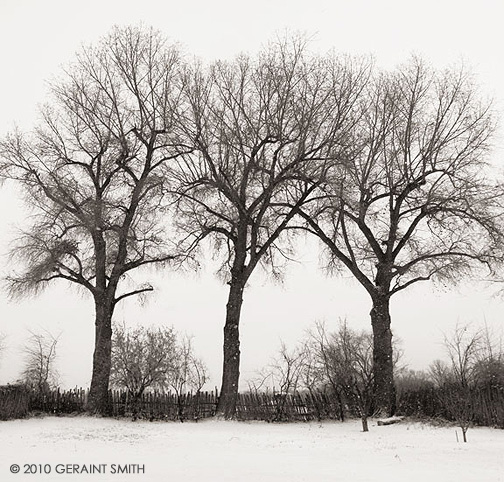 Three sentinel trees