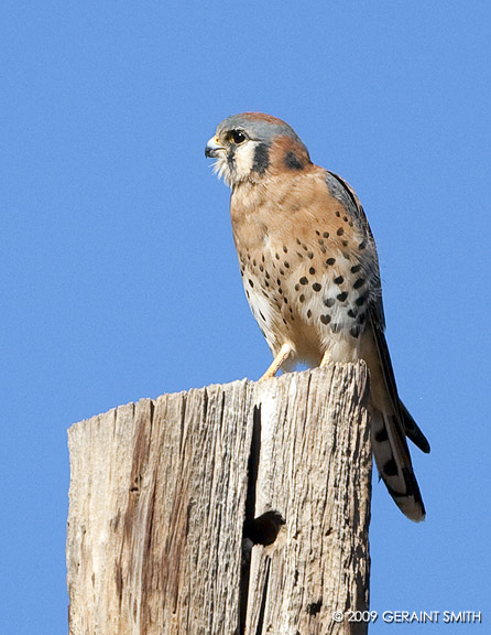 American Kestrel