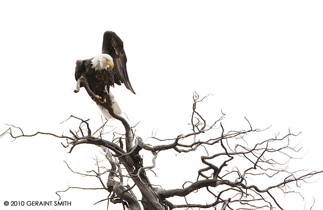 Bald Eagle along the Rio Grande, New Mexico
