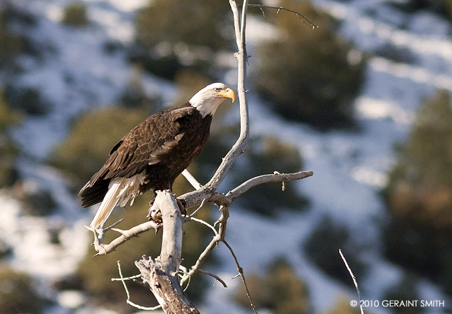 Bald eagle on the rio grande