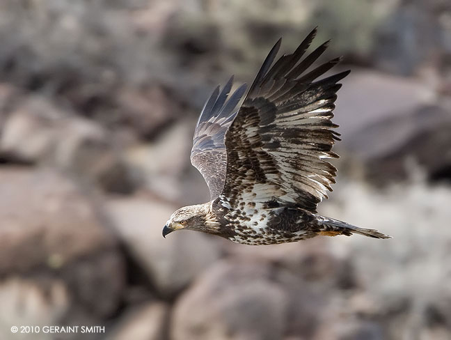 Juvenile Bald Eagle