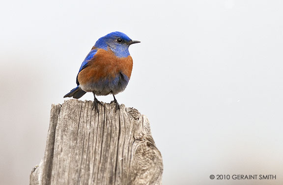 A bluebird for March