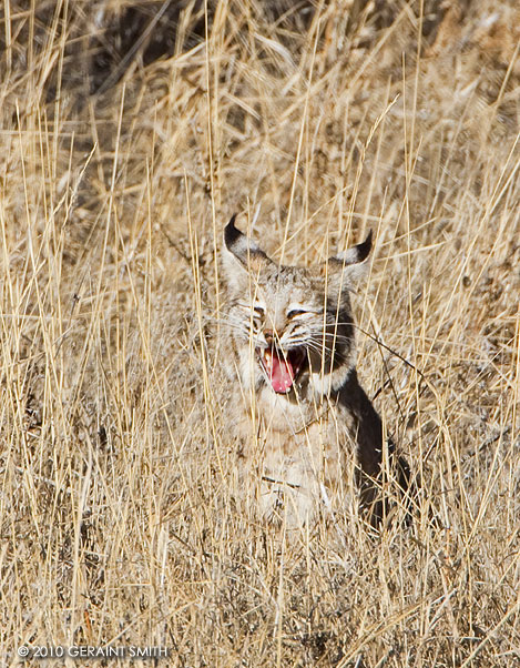 Bobcat hunting seen in the Orilla Verde Recreation Area