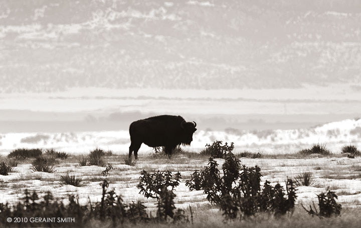 Buffalo, cimarron, nm