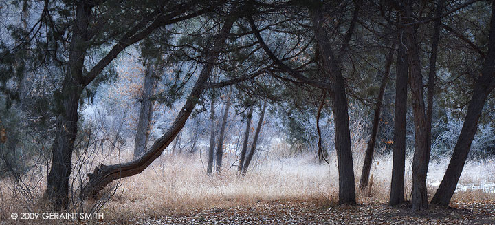 A walk in the woods in Taos Canyon