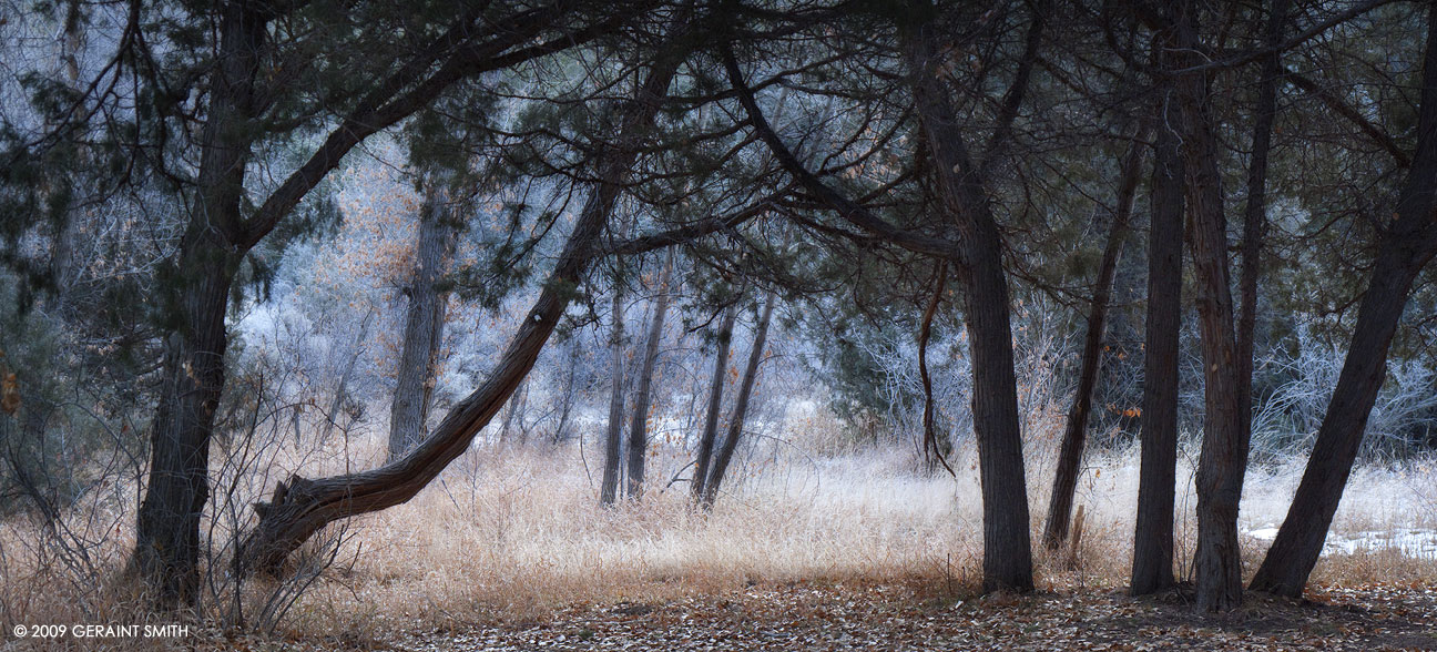 A walk in the woods in Taos Canyon