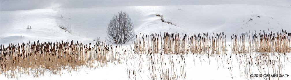 Cat Tails