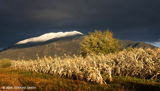 Taos cornfield and high desert mountain light