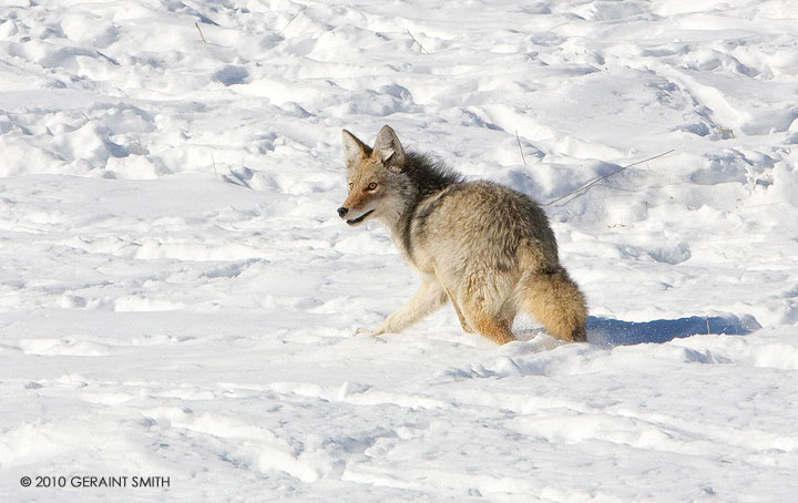 Coyote