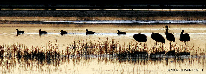 Dawn in the Bosque del Apache