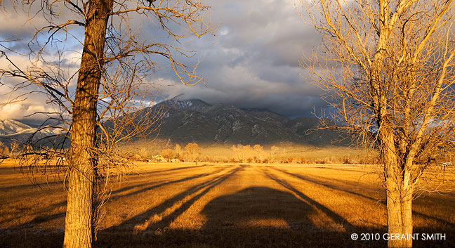 winter light throught the trees