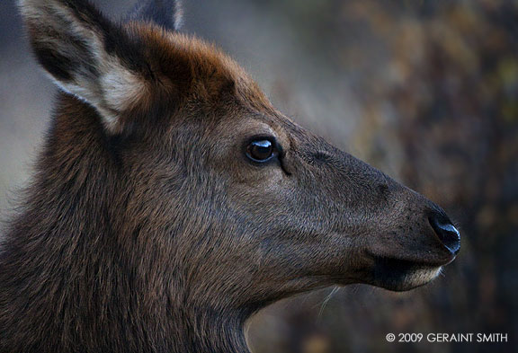 Elk in Rocky Mountain NP