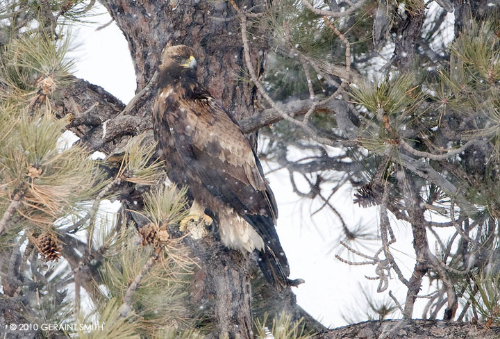 Golden Eagle (Juvenile)