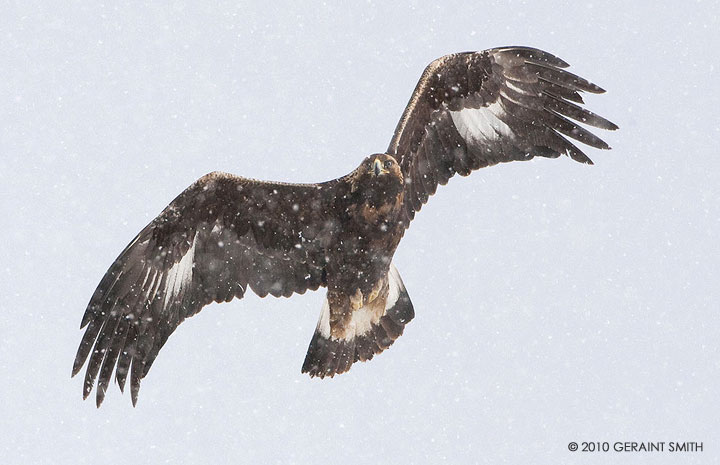 Golden Eagle (Juvenile)