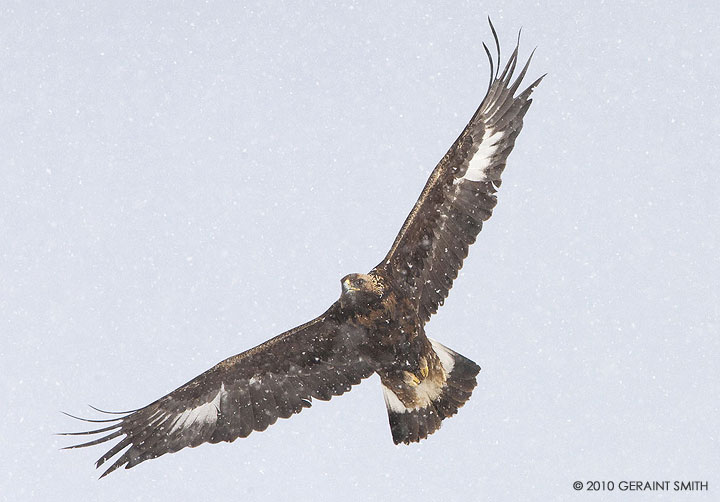 Golden Eagle (Juvenile)