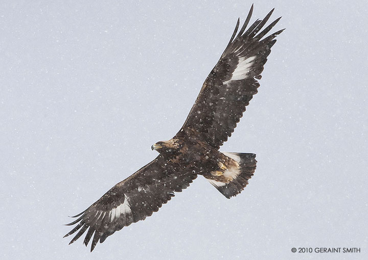 Golden Eagle (Juvenile)