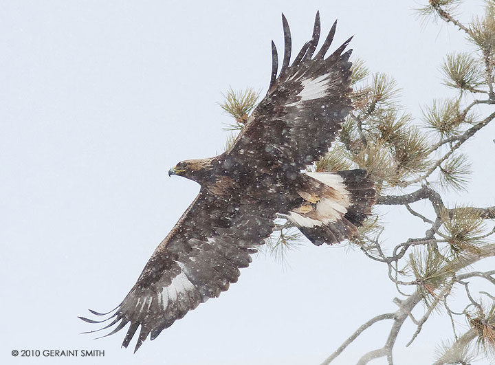 Golden Eagle (Juvenile)