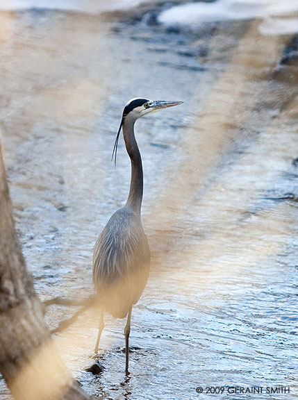 Great Blue Heron, in Taos, on the Rio Lucero