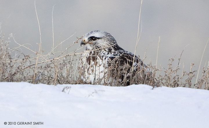 Rough Legged Hawk