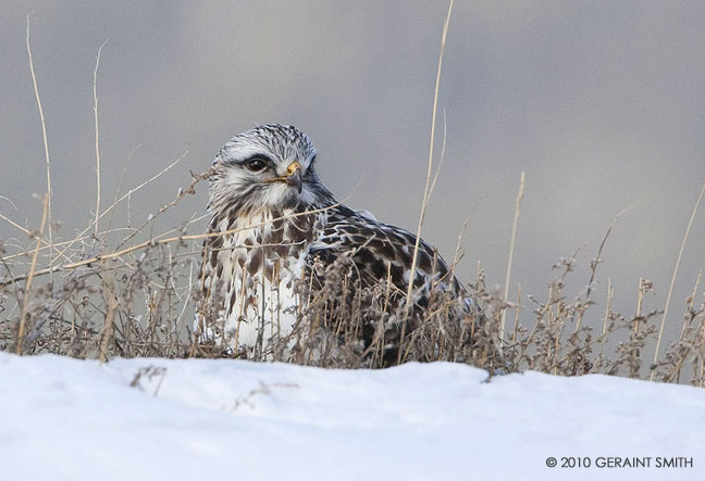 Rough legged hawk