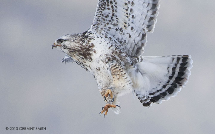 Rough Legged Hawk