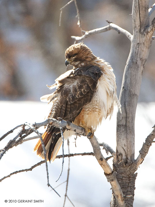 Red Tailed Hawk