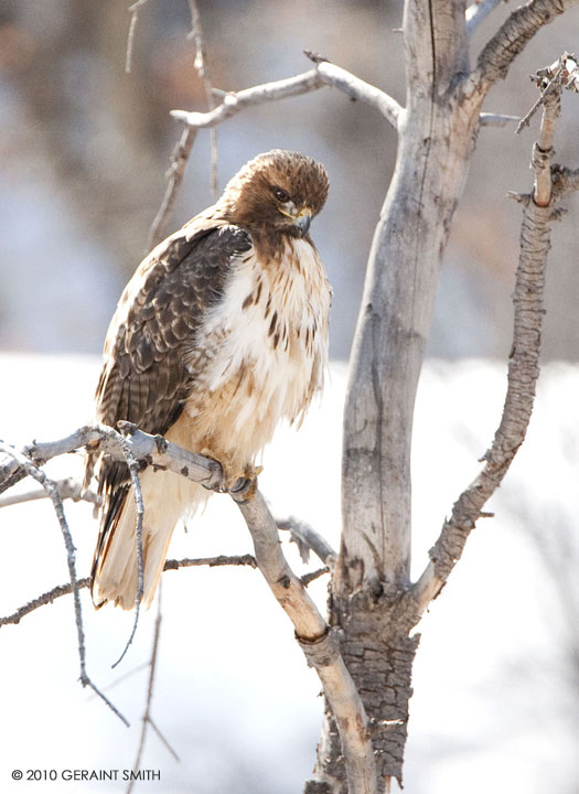 Red Tailed Hawk