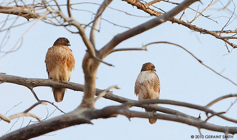 red tailed hawks