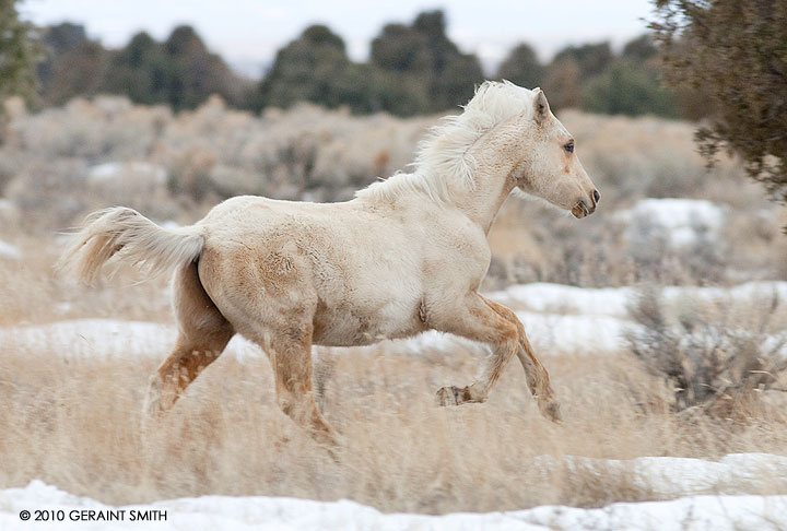 Running Horse