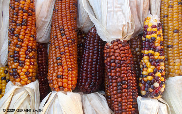 Indian corn ... compliments of the season