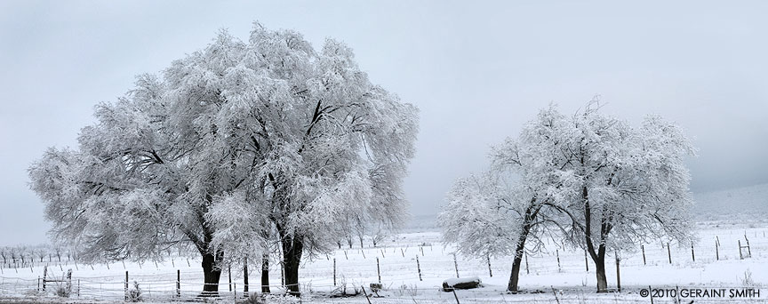 trees in snow