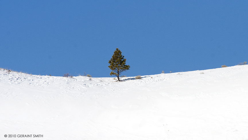 Lone tree