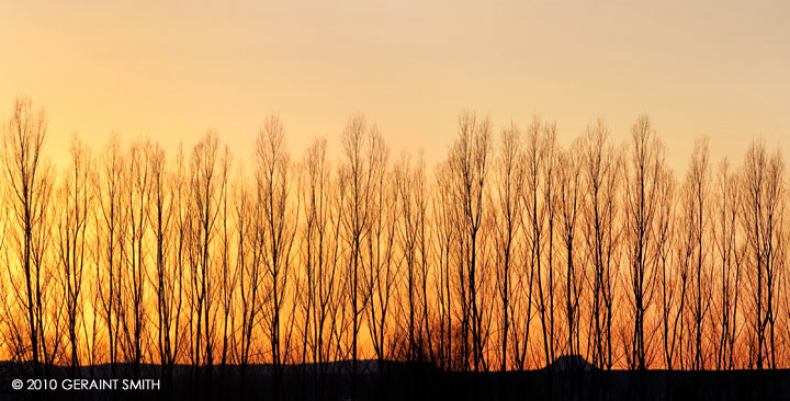 trees to Cerro Pedernal