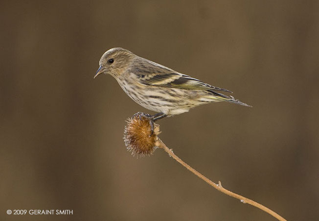 Pine Siskin are gone now
