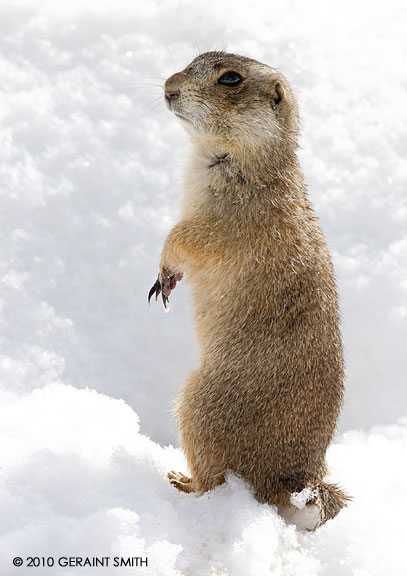 Prarie Dog