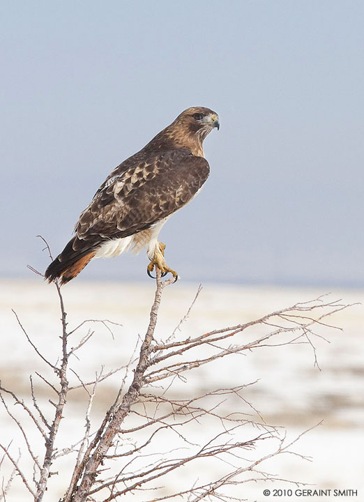 Red Tailed Hawk