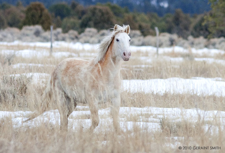 taos horse