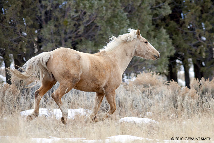 Horse running