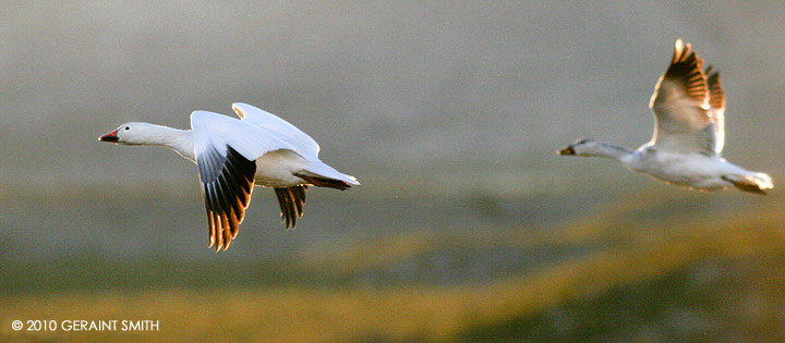 Snow geese