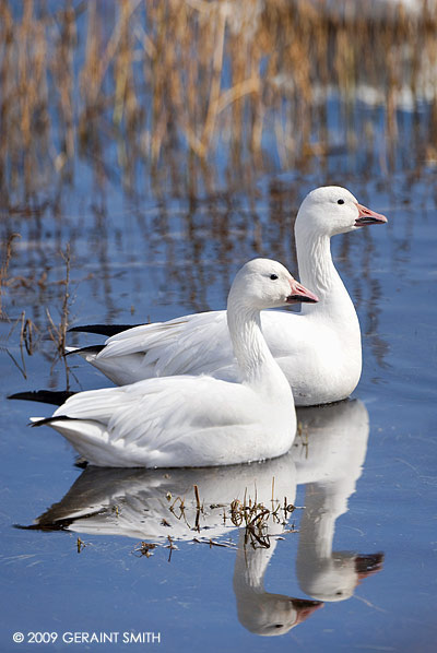 Snow Geese