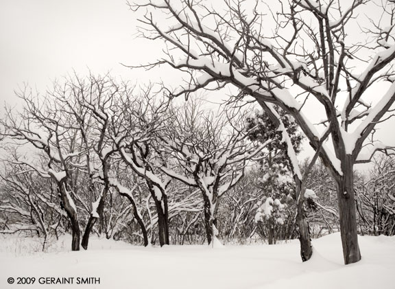 A scene in the snow